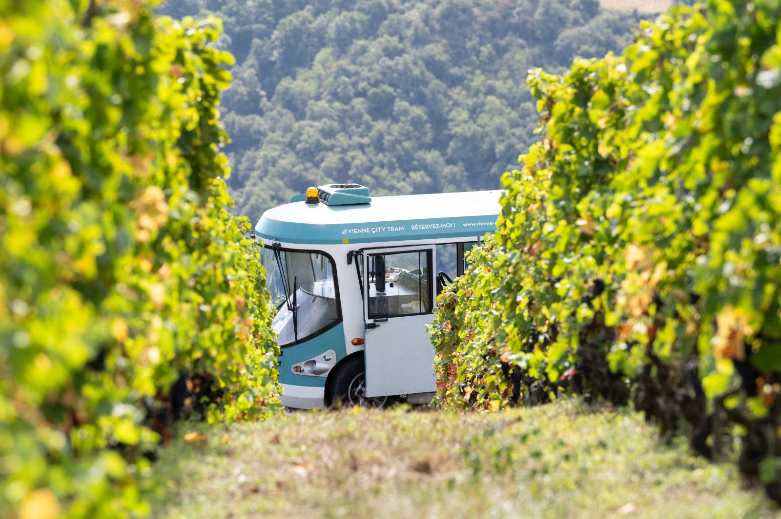 City Tram au milieu des vignes de Côte-Rôtie